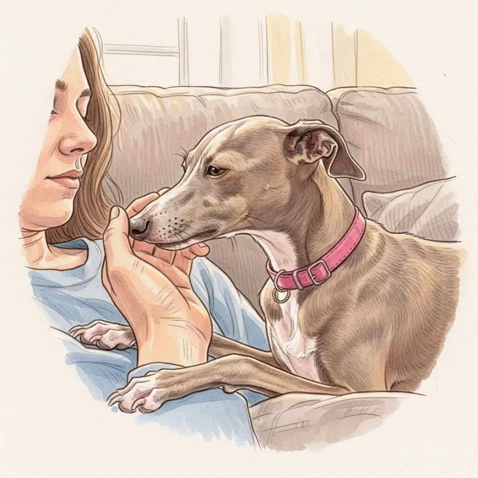 사람 손에 기대어 애교 부리는 이탈리안 그레이하운드