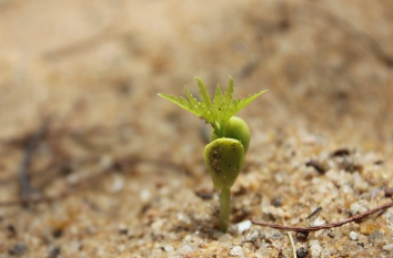 서리태 파종시기