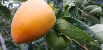 감 재배 탄저병 방제 가지 치기 저장 요령_30