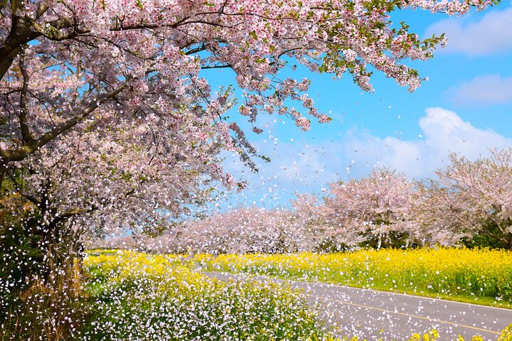 2025년 봄 여행 패키지 예약 완벽 가이드! 인기 여행지 &amp; 혜택 총정리