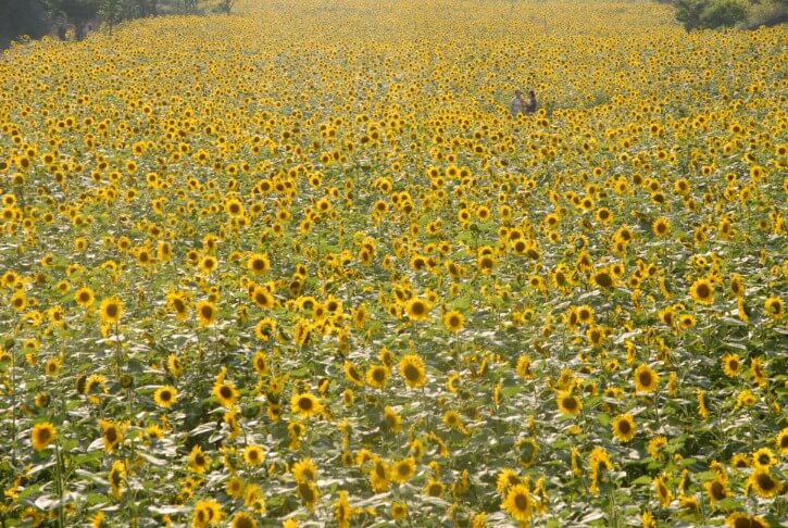 태백해바라기축제