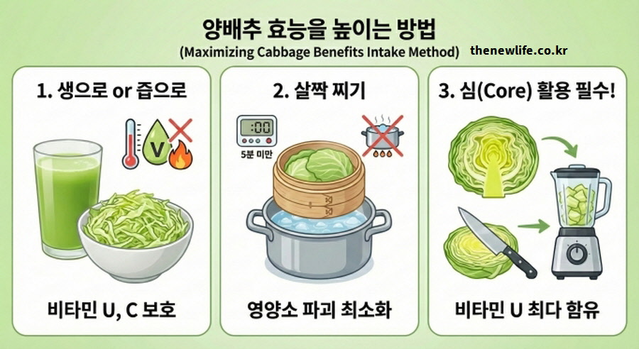 비타민 U와 C 파괴를 막기 위해 생으로 먹거나 살짝 찌는 조리법, 영양소가 가장 많은 심(심지) 활용법 등 양배추 효능을 극대화하는 3가지 섭취 방법 정리