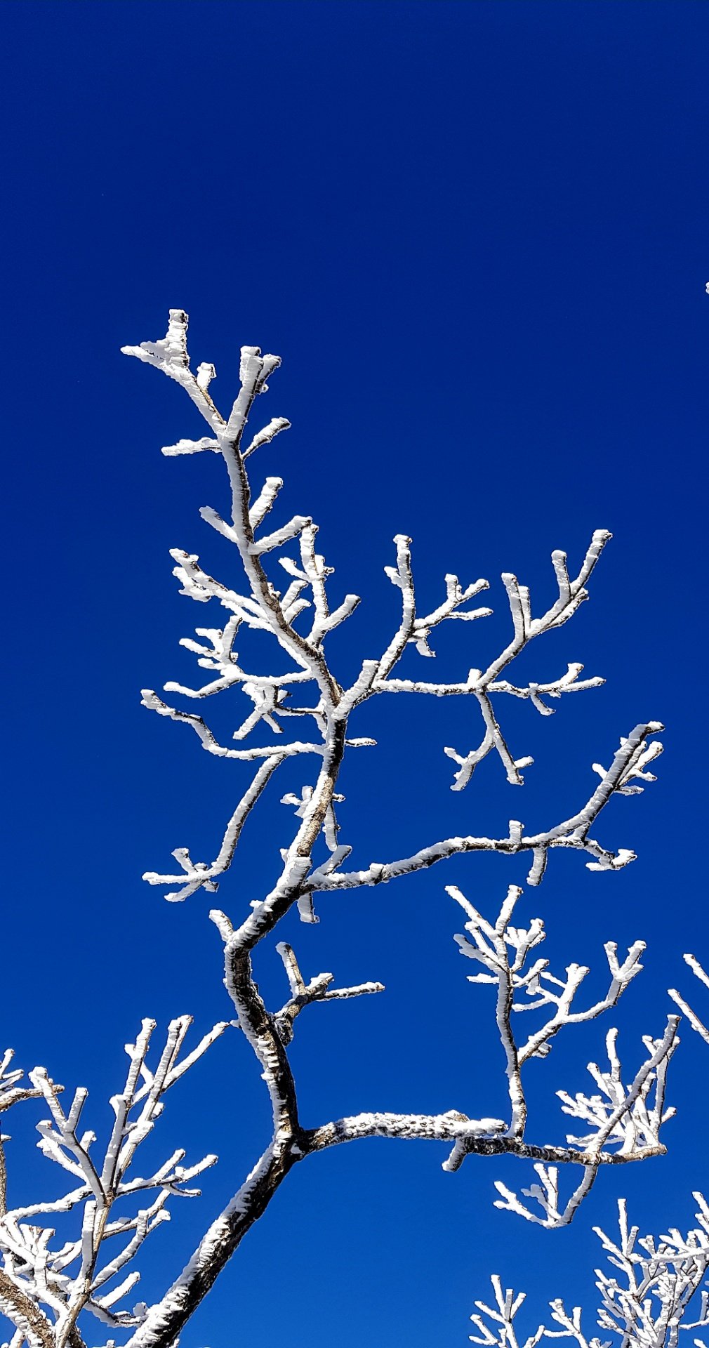 울산 가지산03 설경과 상고대