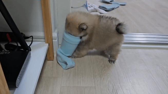 강아지에게 종이컵으로 장난감을 만들어 주었더니 보이는 반응