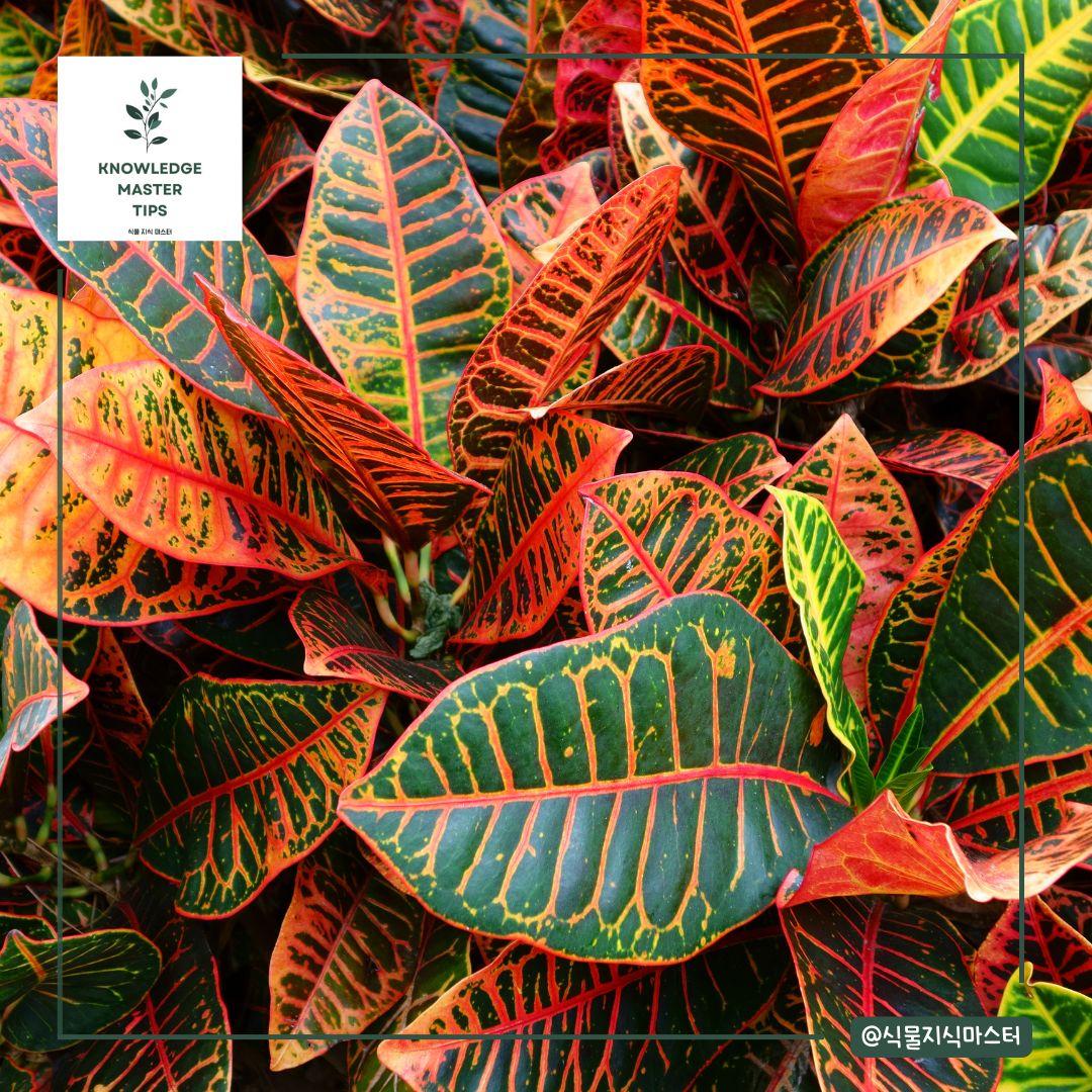 잎 무늬가 예쁜 식물 - 크로톤