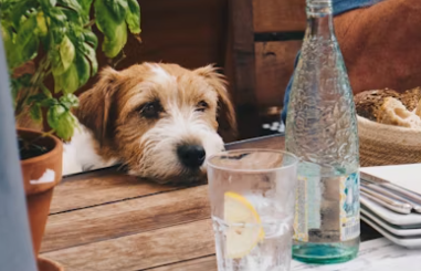 실내 동물카페 창업에 대하여 알아보기