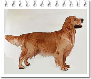 사냥견
골든 리트리버(Golden Retriever)