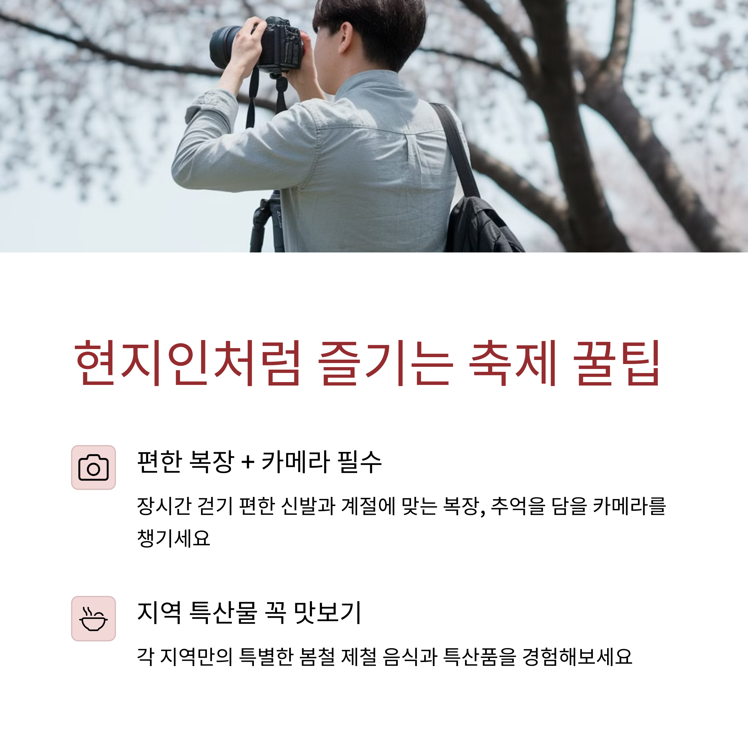 2025 봄 꽃 축제, 진해 군항제, 광양 매화, 구례 산수유, 에버랜드 튤립,태안 세계튤립곷박람회