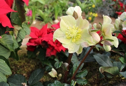 세미원 입장료 및 근처 맛집