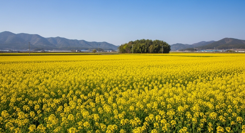 유채꽃 평야