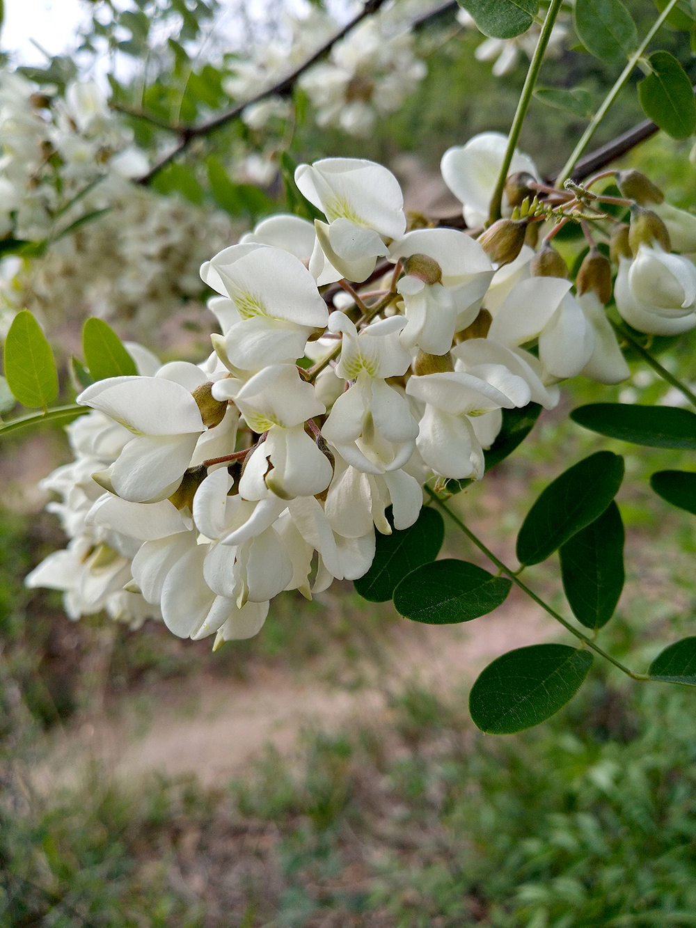 서대문구 안산자락길 아까시꽃