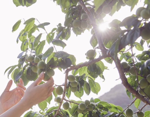 농어민수당 자격