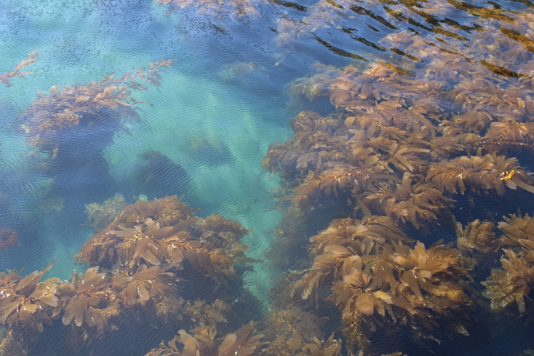 Seaweed