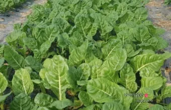 근대 재배 잎 따기 간격 유지 연속 수확_8