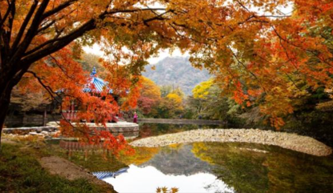 2025 내장산 단풍 절정시기 & 난이도별 등산코스 TOP 5 완벽 정리