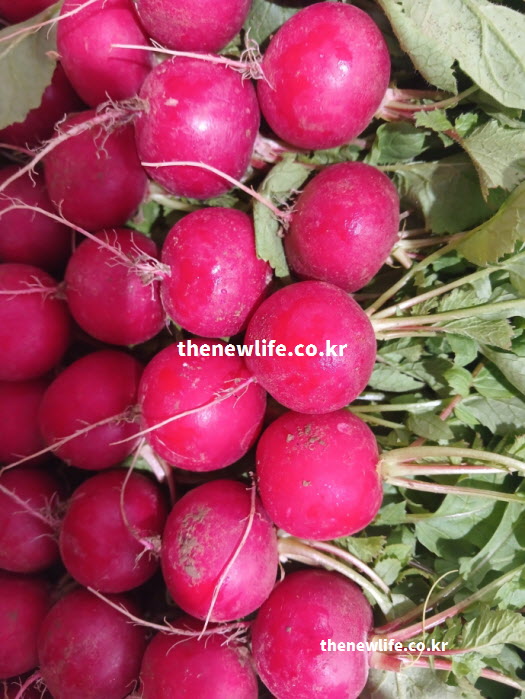 환무 효능을 높이는 방법 중 안토시아닌 섭취를 위해 껍질째 먹어야 함을 보여주는 실물 사진