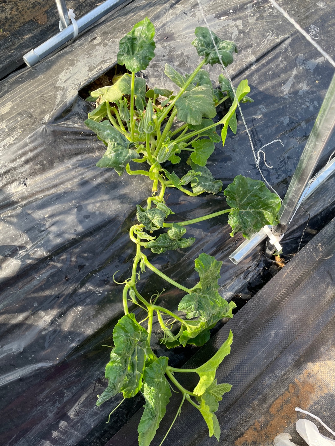 순 지른 후의 호박