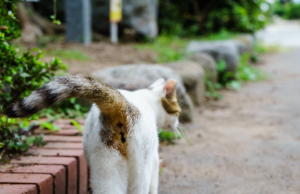 고양이 엉덩이.