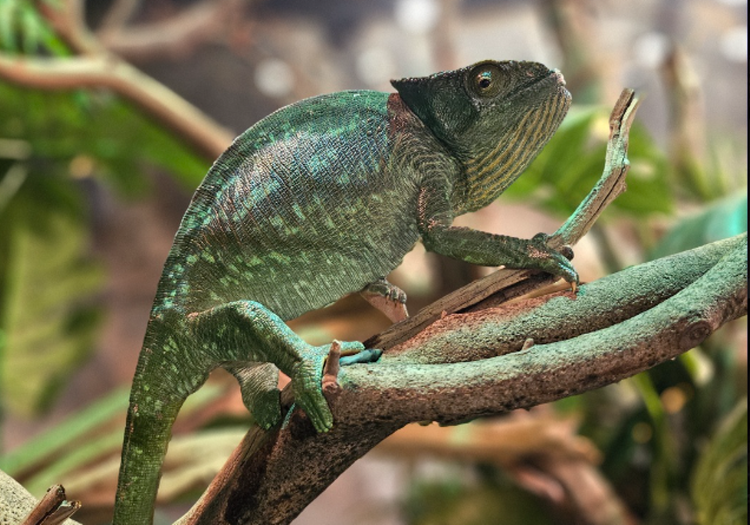 가평 신비동물원