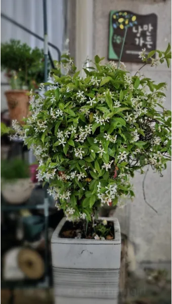 백화등 키우기 삽목방법 가지치기 꽃 노지월동까지_21