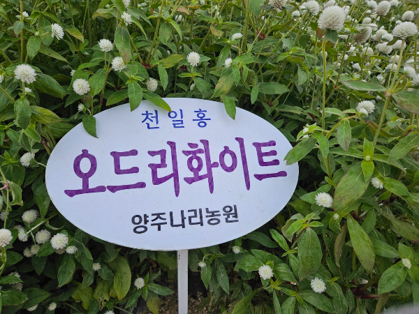 천일홍2 - 오드리화이트