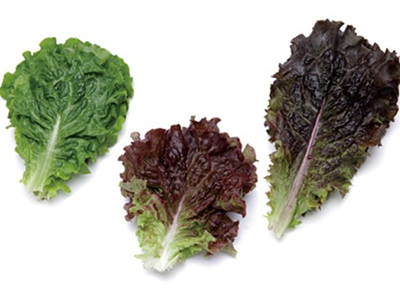 청상추 꽃상추 적상추 잎 사진