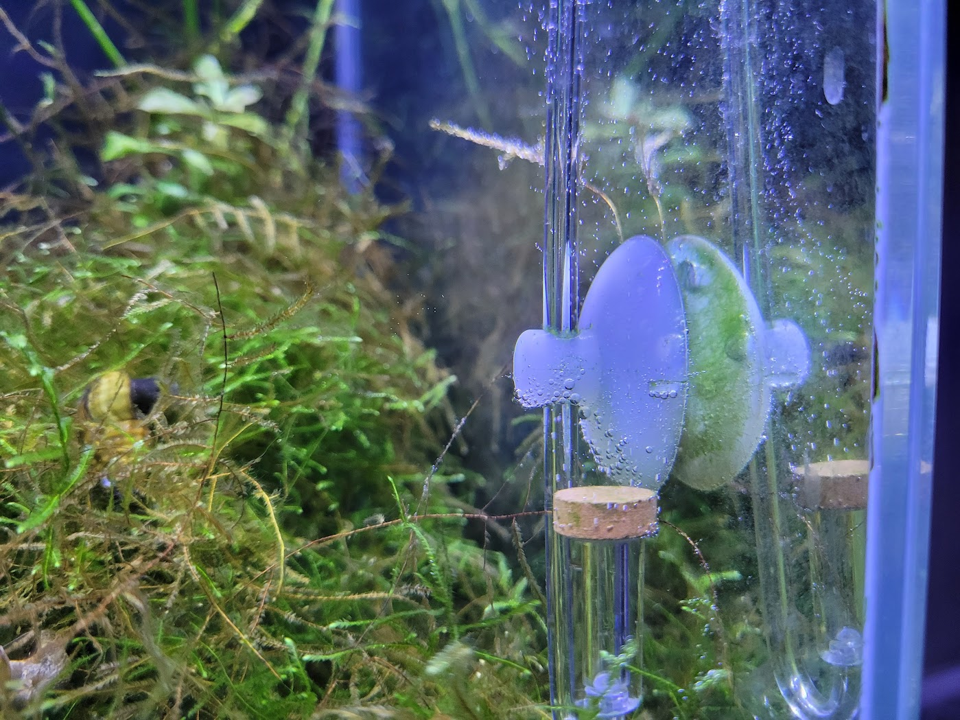 드라이아이스로 만든 이산화탄소 공급기. 이산화탄소가 조금씩 확산되는 모습