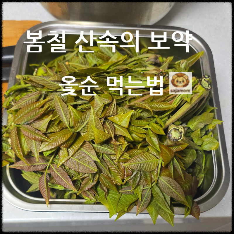 봄철 산속의 보약, 옻순 효능과 부작용