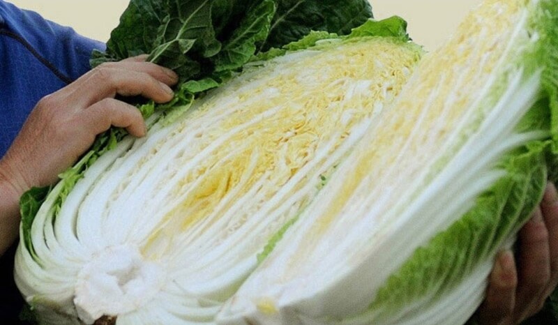 손으로-들고있는-반으로-쪼개진-배추