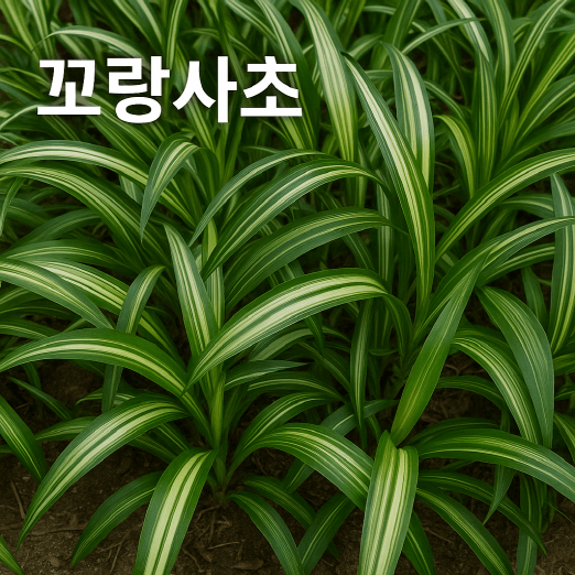 꼬랑사초, 그늘을 밝히는 구조적 그라스
