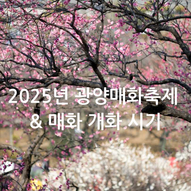 2025년 광양매화축제 & 매화 개화 시기