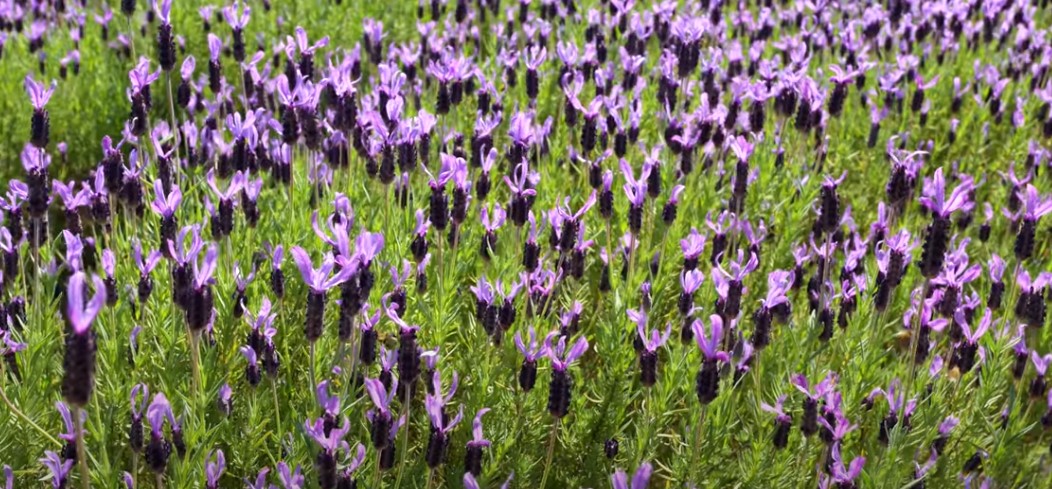 5월에 꼭 가봐야 할 적국 봄꽃 명소