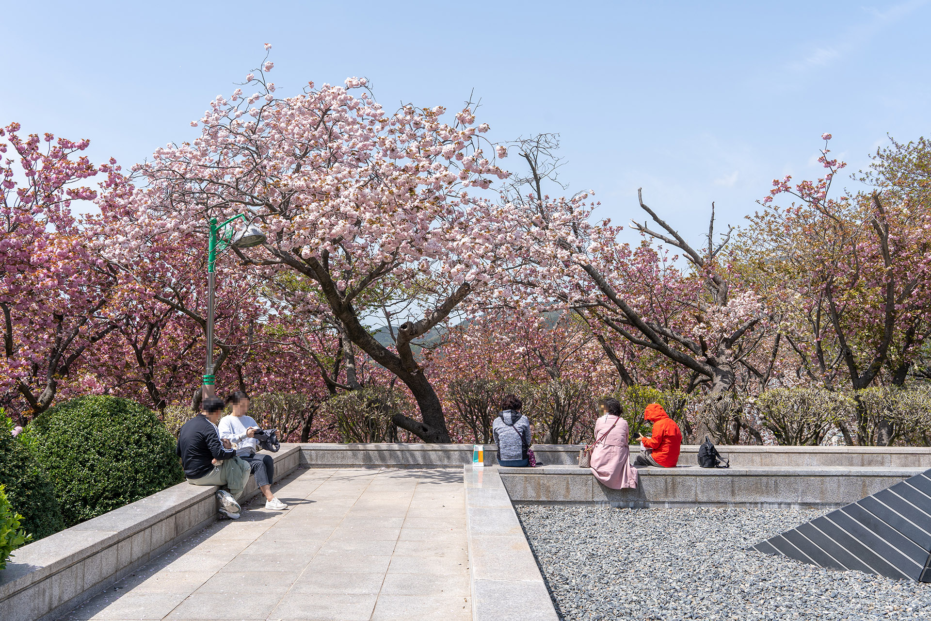 들꽃나무뜰 겹벚꽃