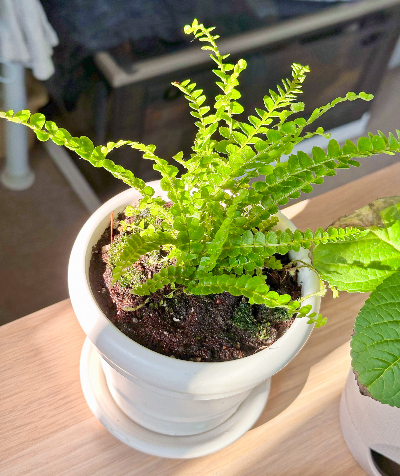 더피고사리 물주기