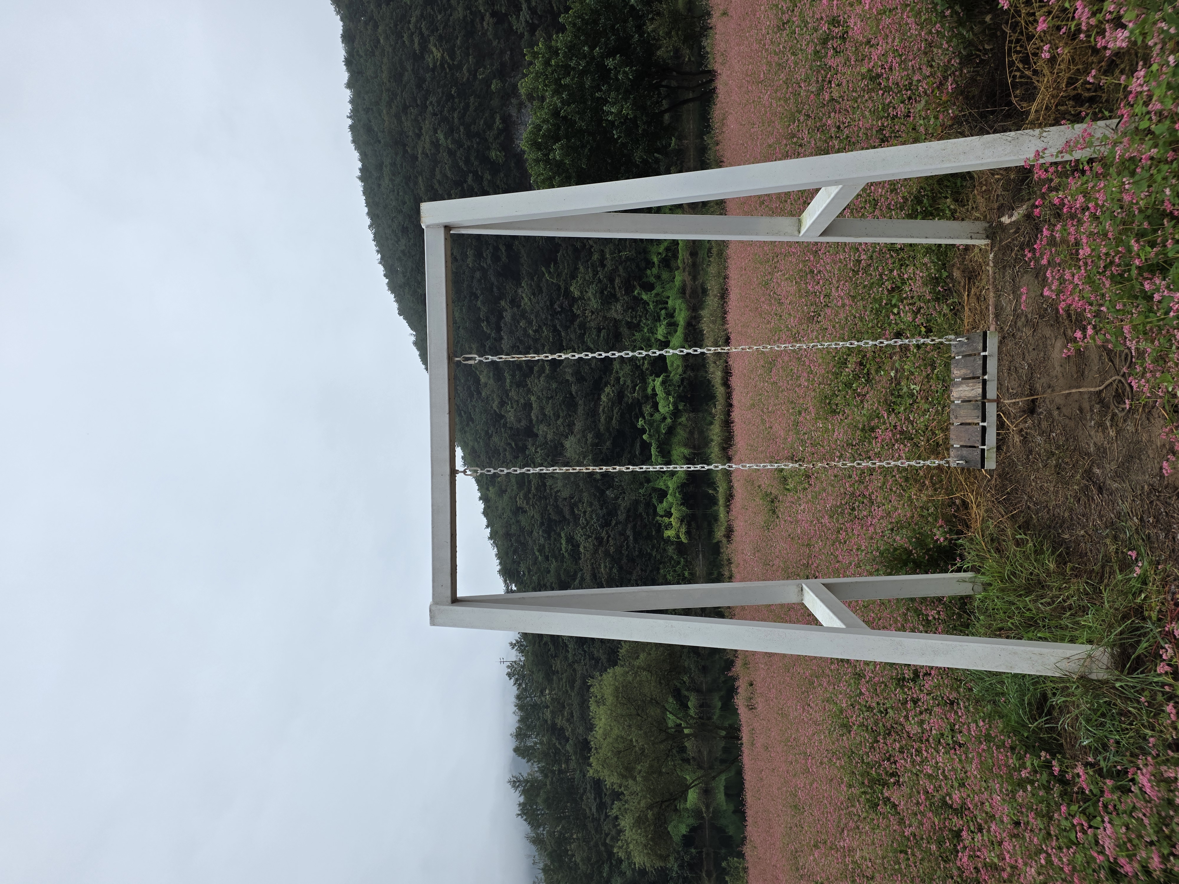 동강붉은메밀꽃축제 in 영월