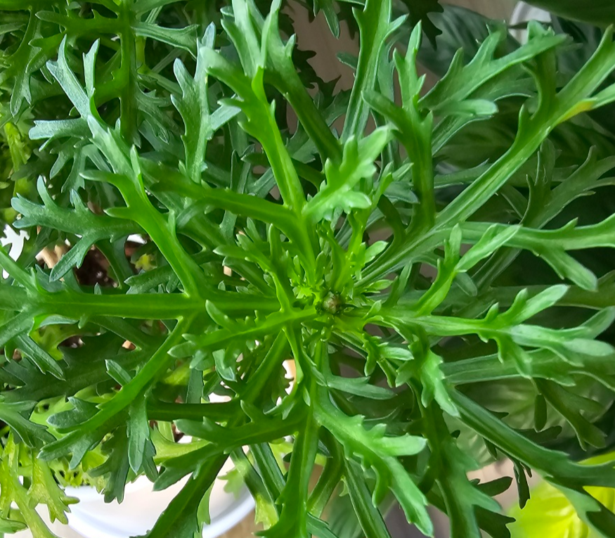 점점 가운데 새순들이 벌어지면서 알맹이가 보여요 그게바로 꽃봉오리입니다.