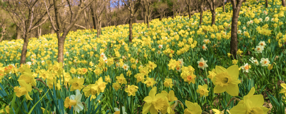 화담숲 벚꽃 예약방법 총정리