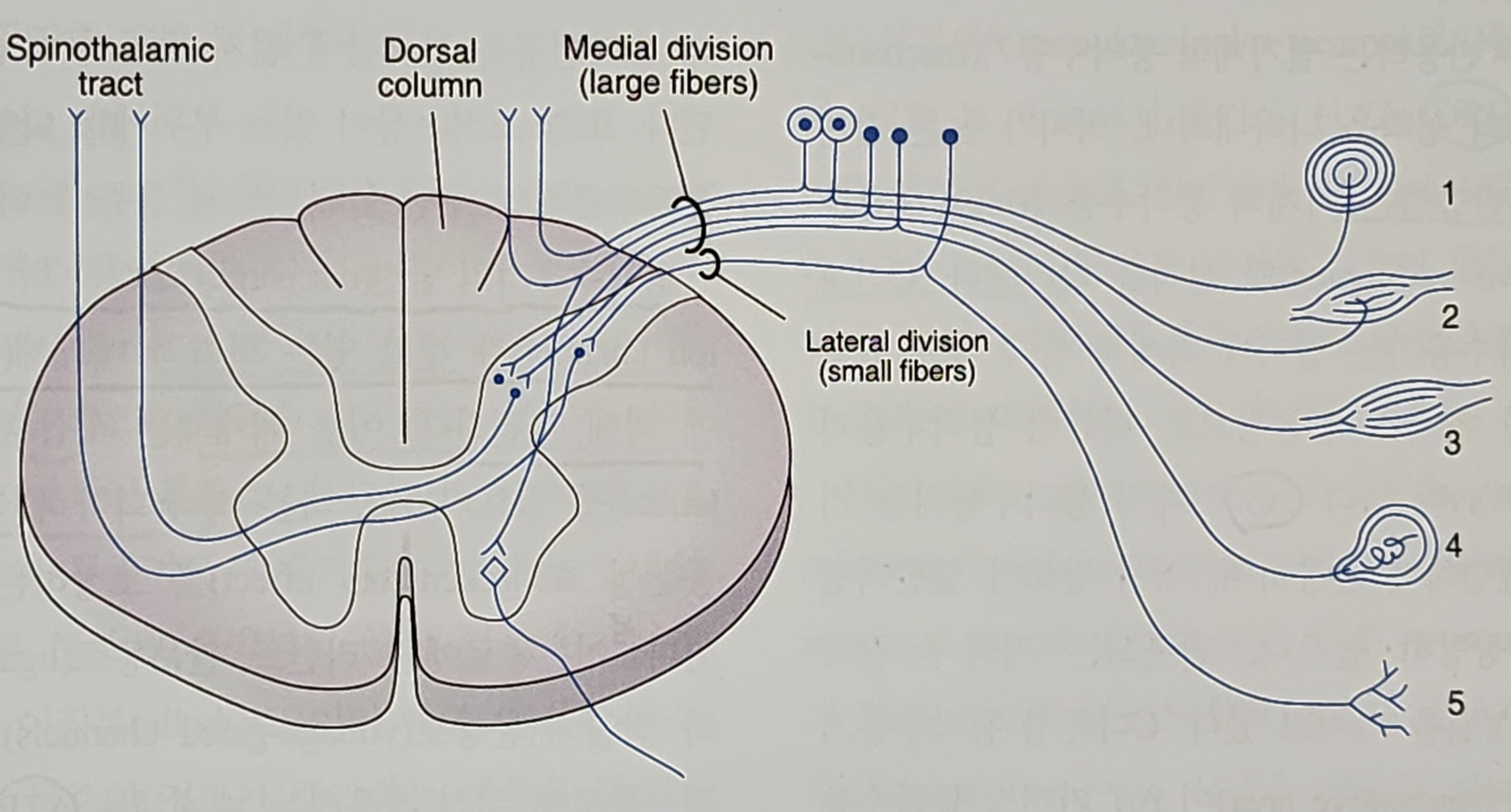 통증의 기능적 신경해부학