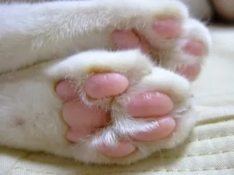 고양이 발톱 빠짐 피 염증_3