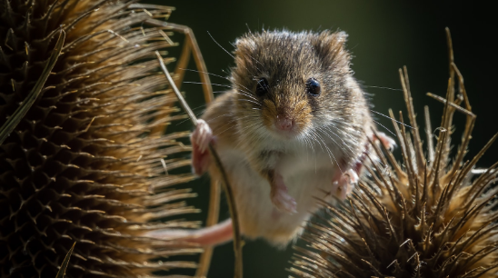 쥐의 배설물이 숨겨진 죽음의 함정, 신증후군 출혈열에 대해 알아보자