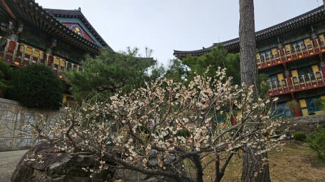 계룡 무상사 : 백제 불교의 숨결과 세계 불교가 만나는 수행 도량