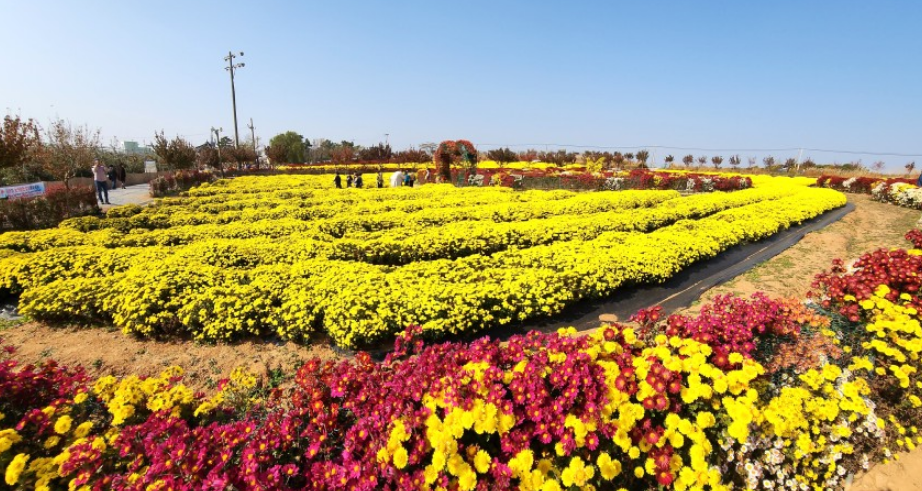 2023 서산 국화축제