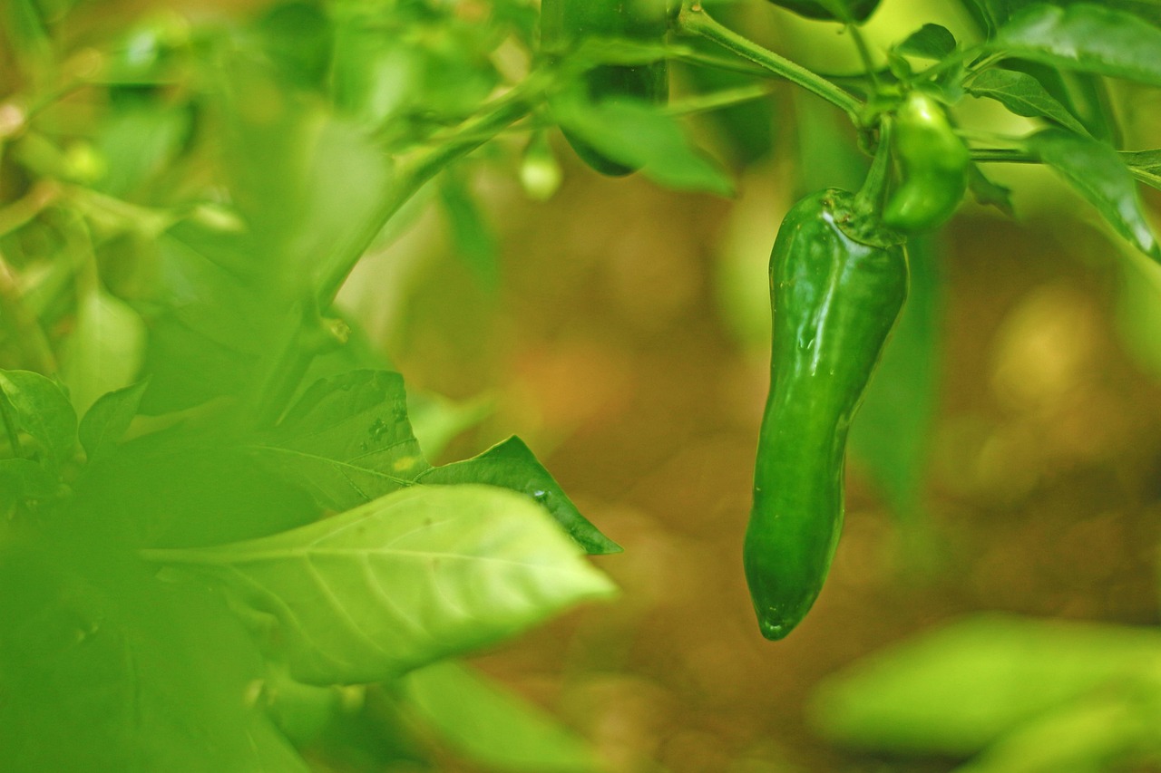 스마트 수직농장 자동화 기술과 무농약 먹거리