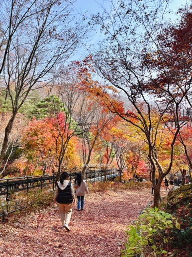 2024 가을 단풍 명소 7곳 소개