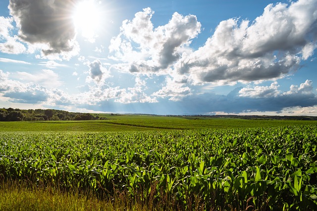 농지대장 발급신청 인터넷발급