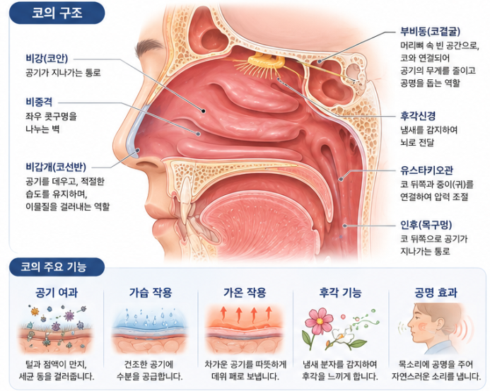 코의 구조