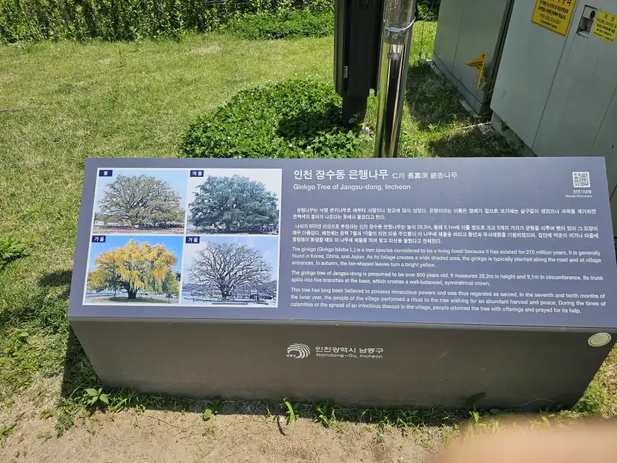 장수동 은행나무의 역사 안내판