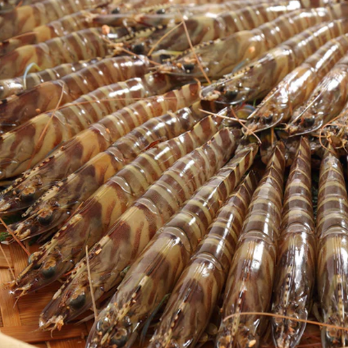 보리새우의 효능과 요리법&amp;#44; 부작용 알아보기