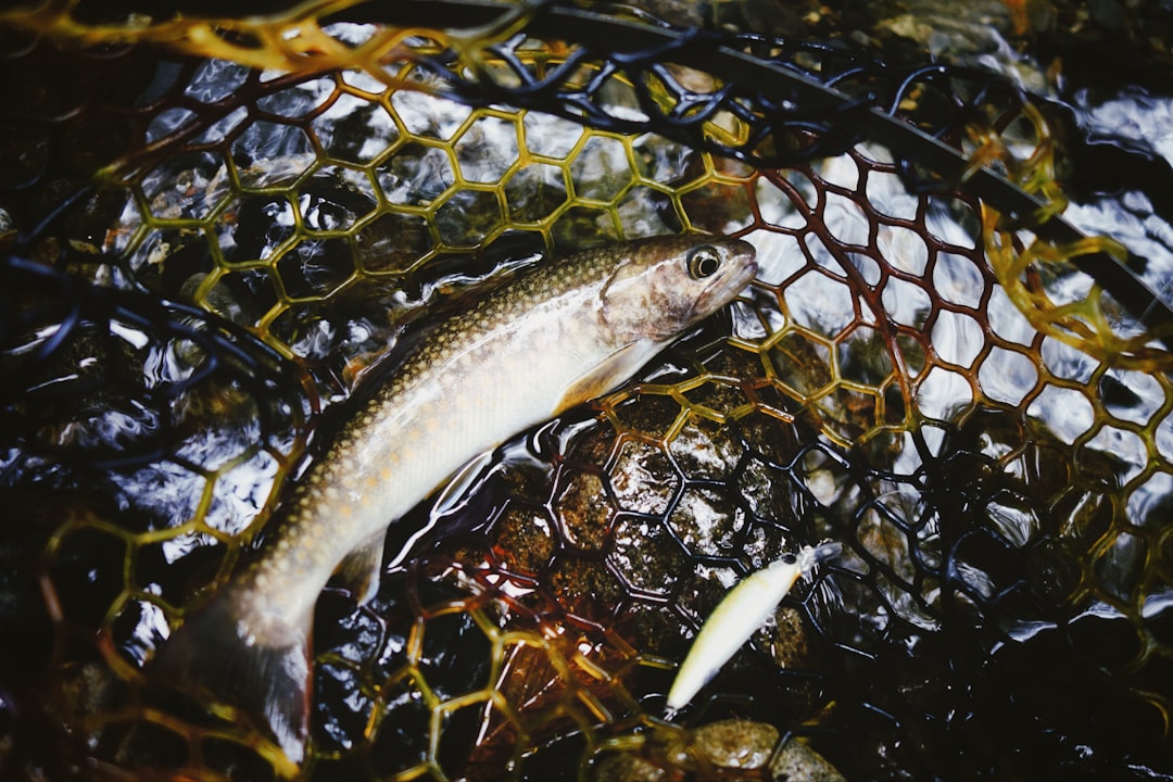 S trout