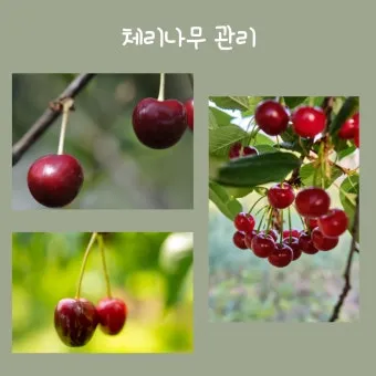 체리 재배 수분수 선택 전정 시기 열매 갈라짐 예방_7